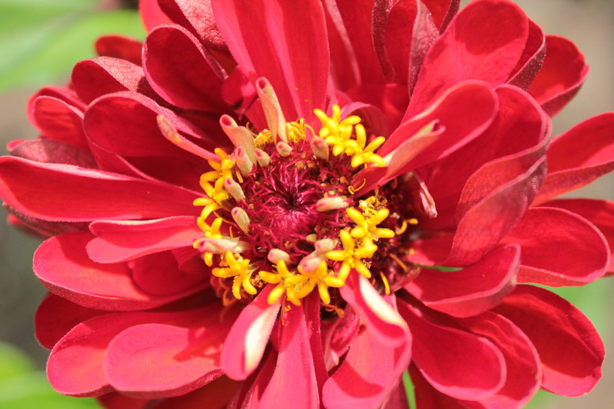 цветок - геоцинт, природа, красный - оригинал
