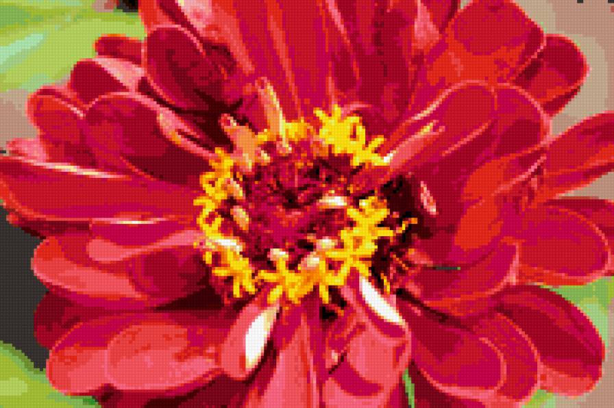 цветок - геоцинт, природа, красный - предпросмотр