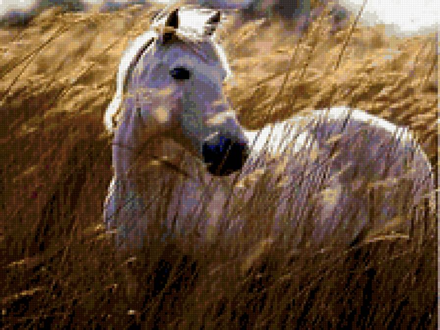 белый конь - лошади - предпросмотр