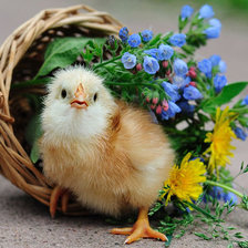 цыпленок и цветы