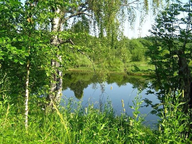 у озера - березы, вода, лес - оригинал