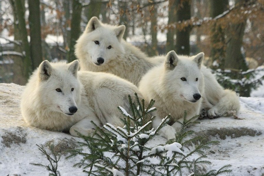 семейство белых волков - лес, белые волки, стая, зима - оригинал