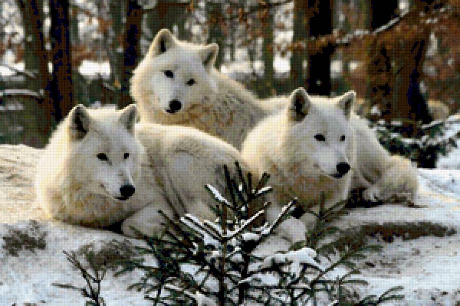 семейство белых волков - лес, зима, стая, белые волки - предпросмотр