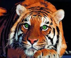 тигр - зеленые глаза - оригинал
