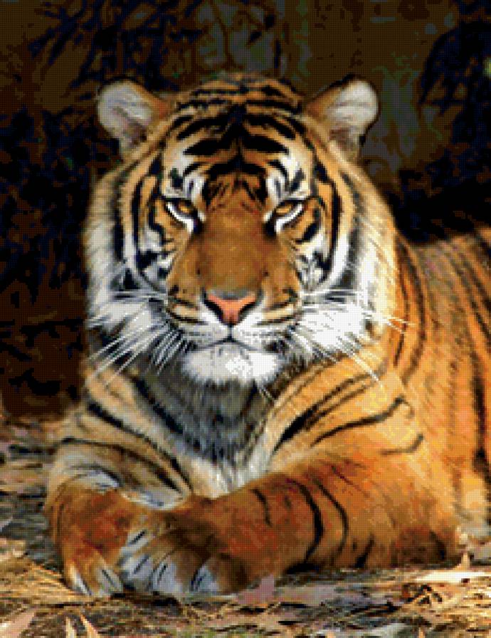 тигр красавчик - животные - предпросмотр