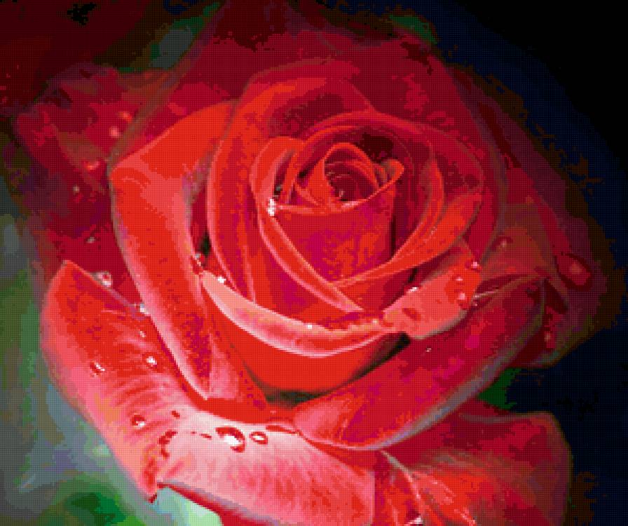 Серия "Букет" - розы, цветы - предпросмотр