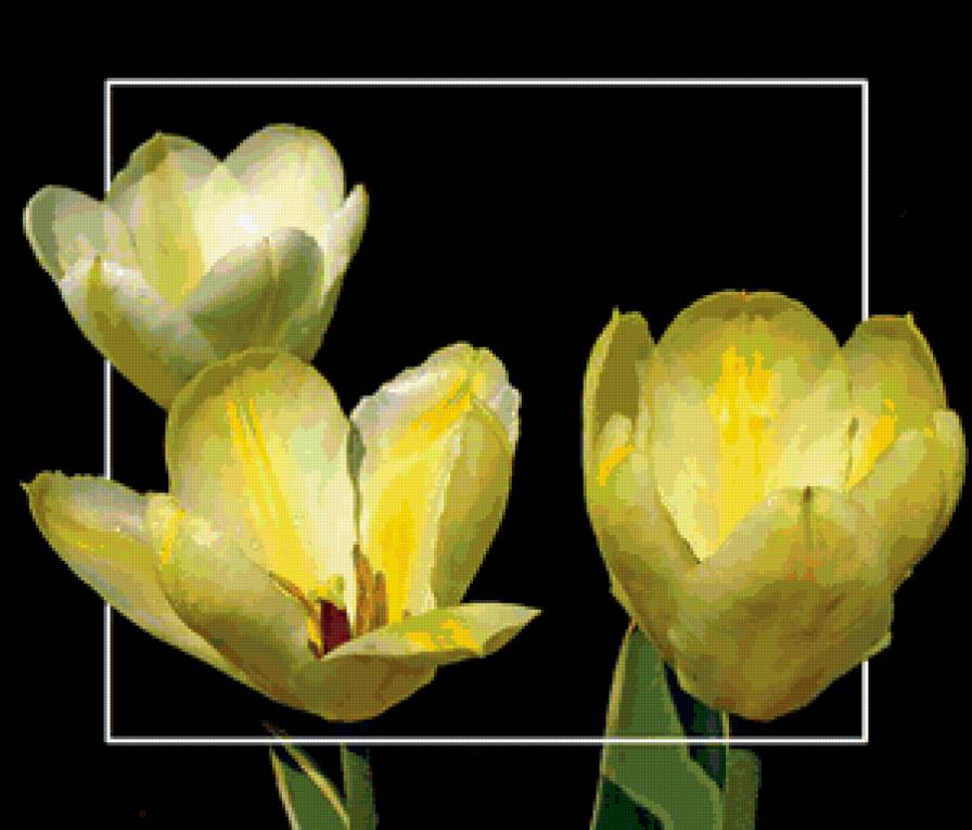 №411586 - тюльпаны, цветы - предпросмотр