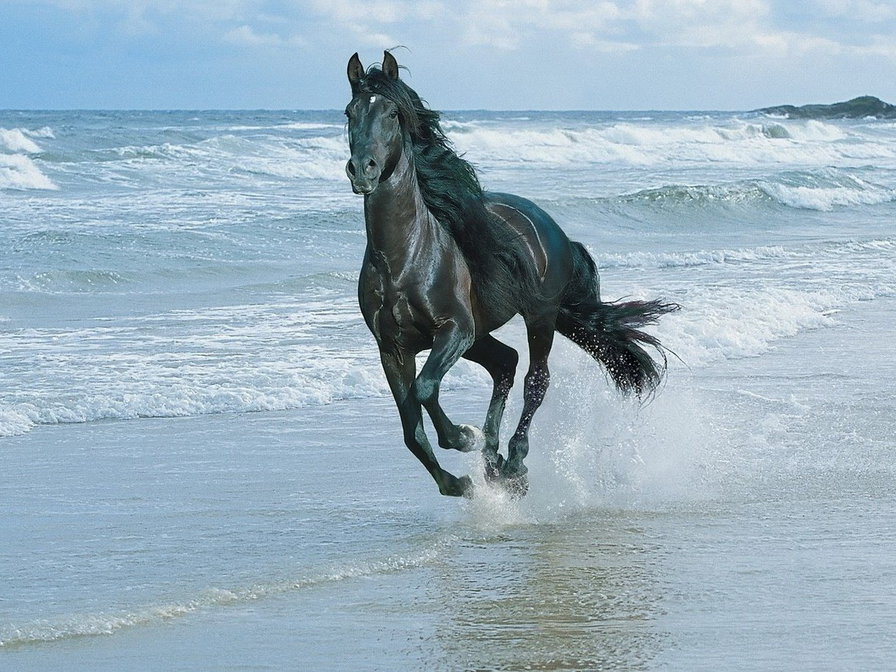 Бег - море, лошадь - оригинал