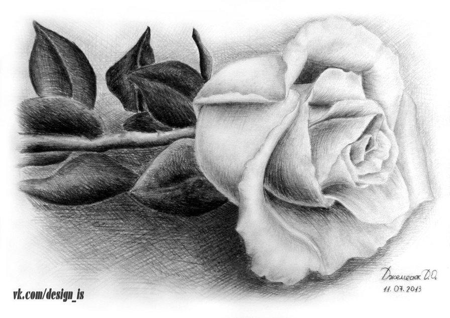 роза - роза, цветы, черно-белые - оригинал