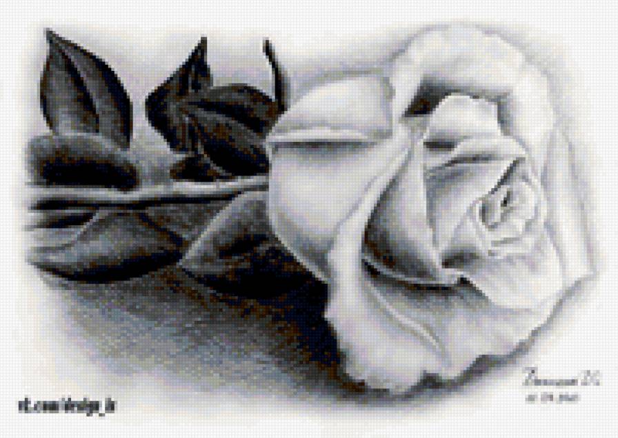 роза - черно-белые, цветы, роза - предпросмотр