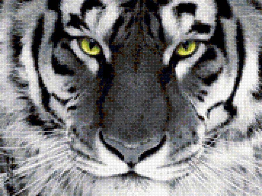 Тигр для Анютки - белый тигр - предпросмотр