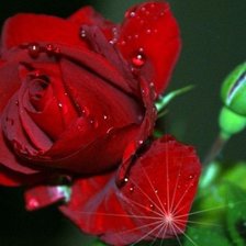 Схема вышивки «роза в росе»