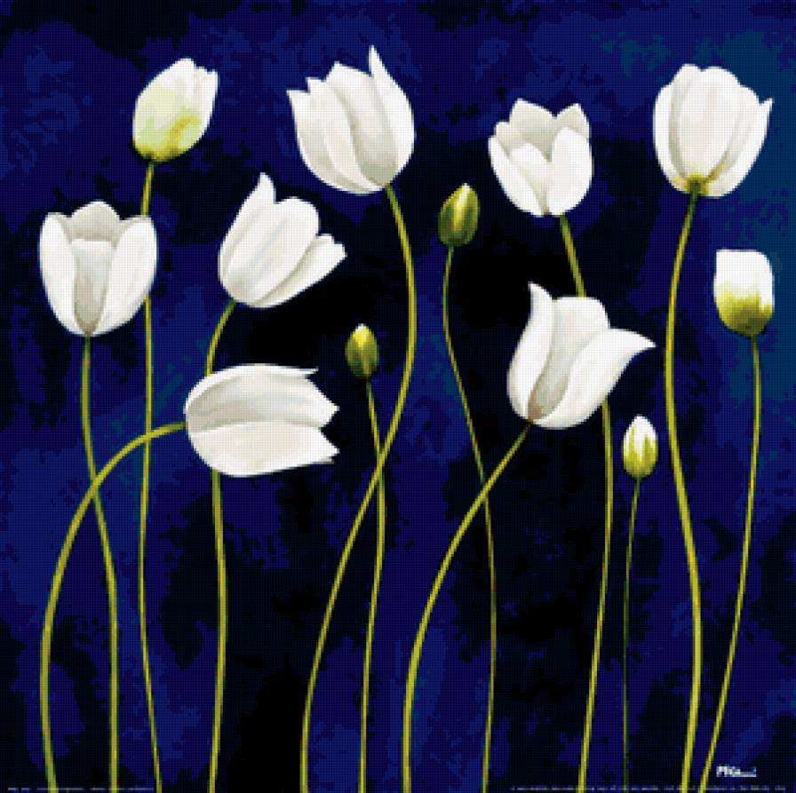 белые тюльпаны - цветы, тюльпаны, красиво - предпросмотр