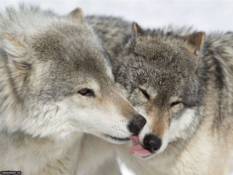 волки - пара волков, волки, влюбленные волки - оригинал