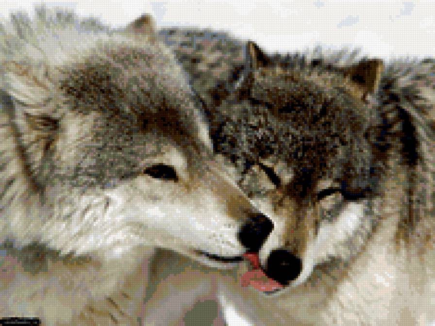 волки - влюбленные волки, волки, пара волков - предпросмотр