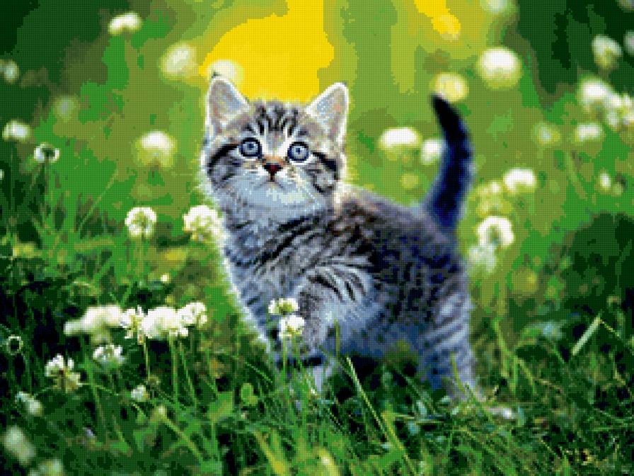 котенок - котенок в траве, котенок, серый котенок, трава, зелень - предпросмотр