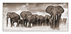 слоны - африка, животные, слон - оригинал