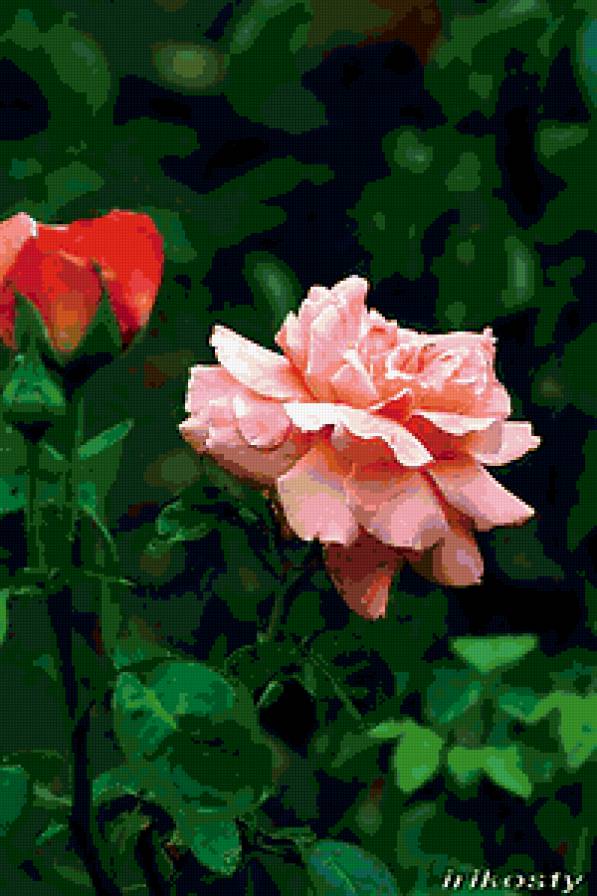 роза - роза, цветы, цветок, розы - предпросмотр
