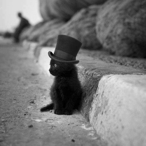 Котенок в шляпе - кошки - оригинал