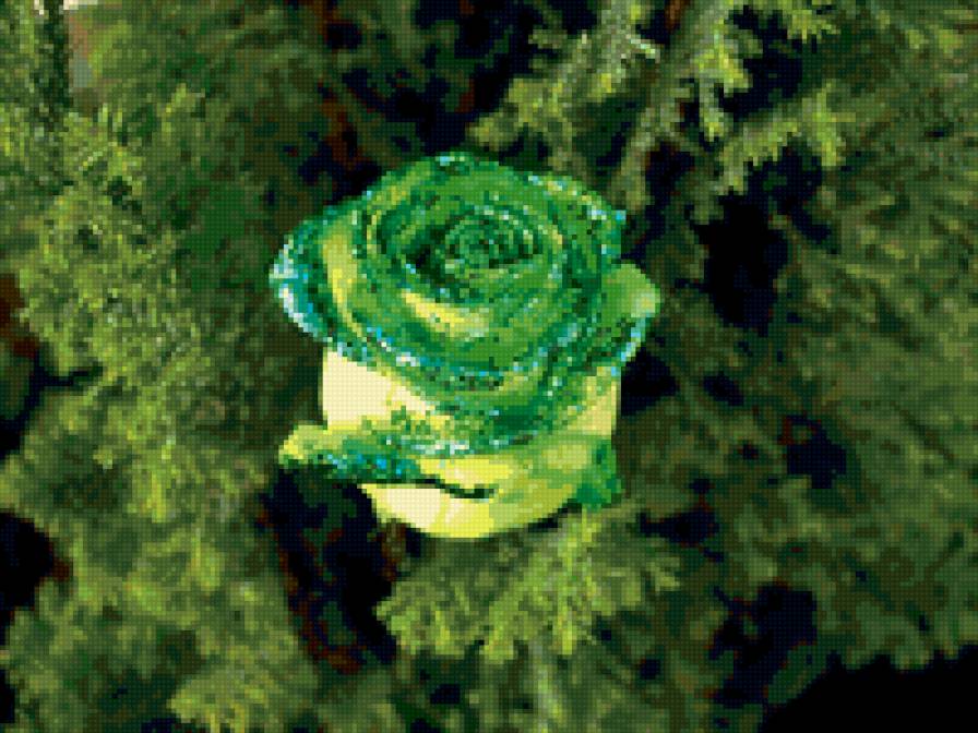 роза в зеленых тонах - предпросмотр