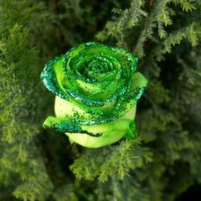 роза в зеленых тонах