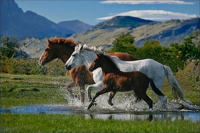 Лошади - горы, природа, лошади, табун - оригинал