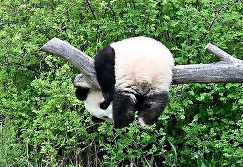 панда - панда - оригинал