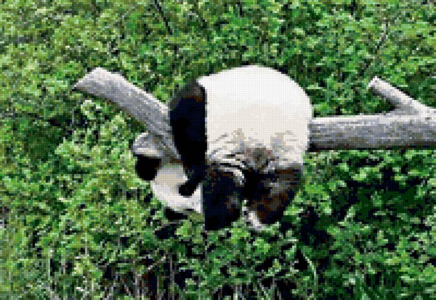 панда - панда - предпросмотр