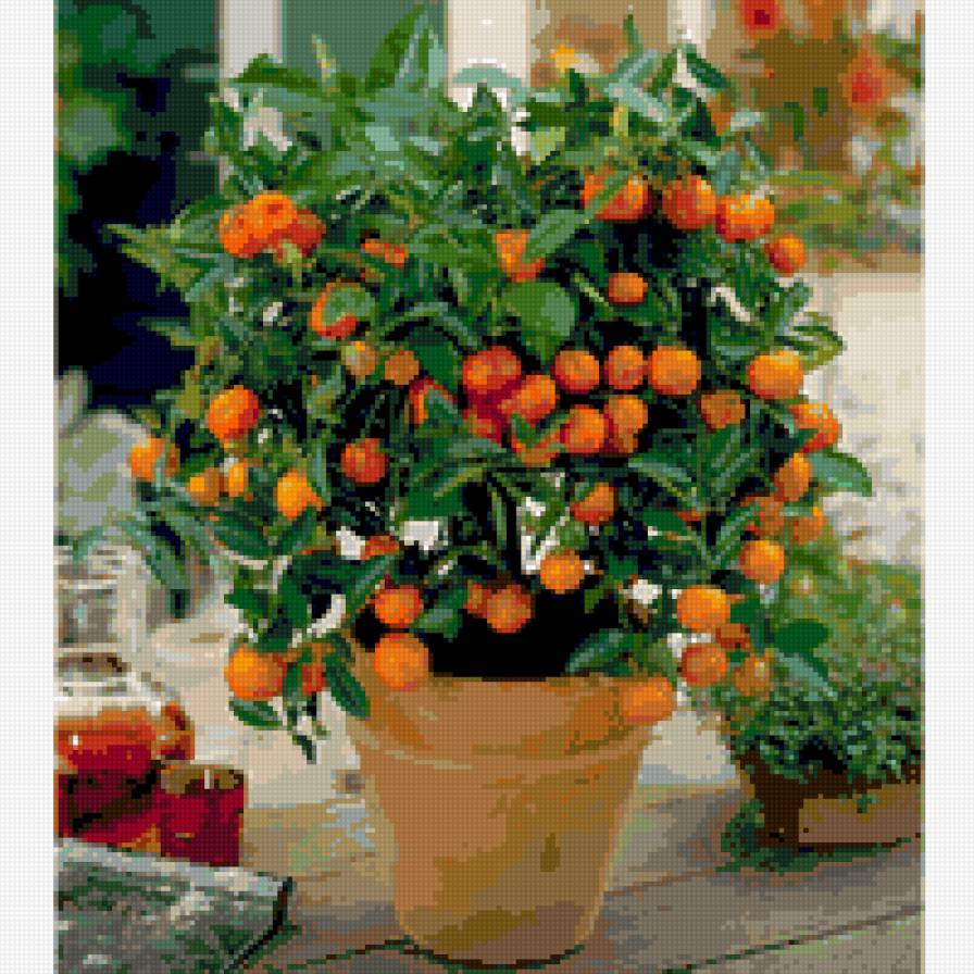 orange tree - апельсин, апельсины, апельсини, дерево, фрукти, фрукты, фрукт - предпросмотр