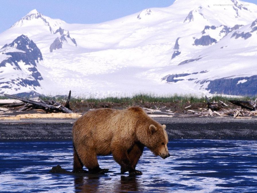 Медведь - медведь, животные, медведи, пейзаж, горы - оригинал