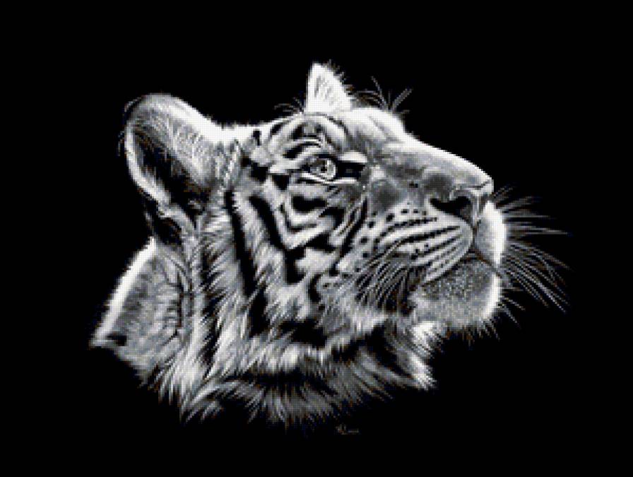 Тигр 3 - тигры, тигр, животные, большие кошки - предпросмотр