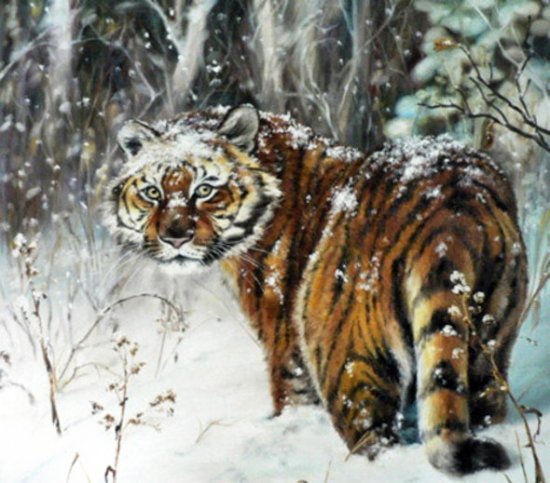 Тигр - тигр, животные, дикие кошки - оригинал