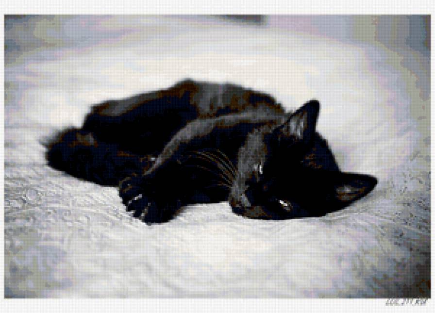 чёрная кошка - кошка - предпросмотр