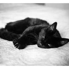 Оригинал схемы вышивки «чёрная кошка» (№415101)
