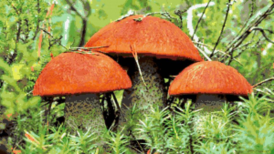 Грибочки - грибы - предпросмотр