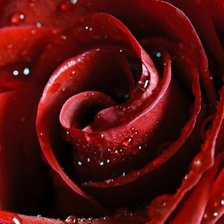 Оригинал схемы вышивки «красная роза» (№415493)