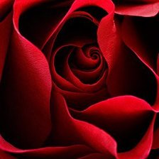 Оригинал схемы вышивки «роза красная» (№415497)