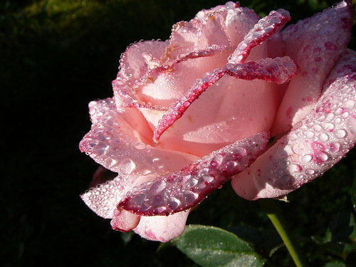 роза в росе - лето, цветок, роза, макро, роса, капли - оригинал