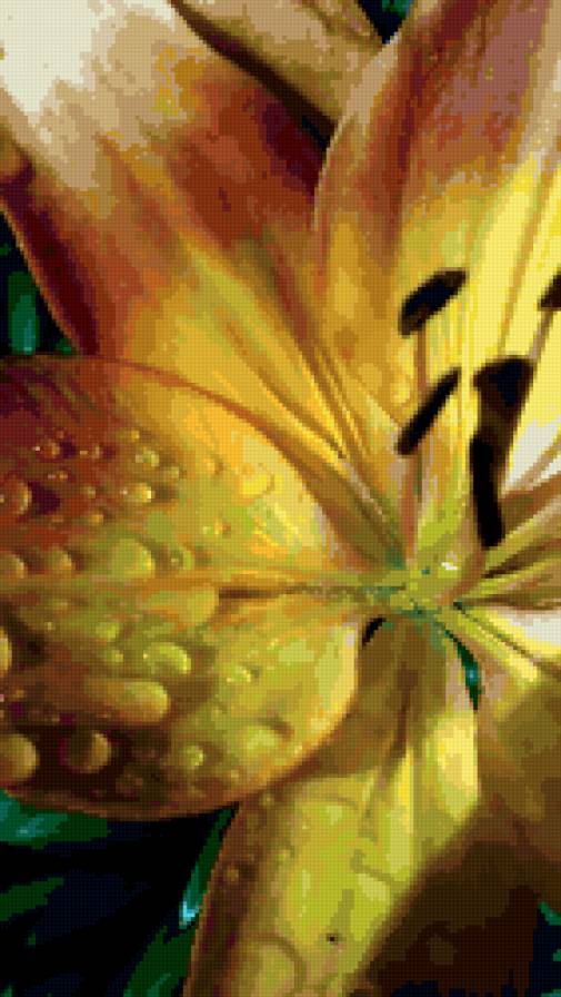 лилия - макро, лепестки, лилия, цветок, капли - предпросмотр