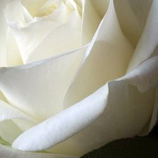 Оригинал схемы вышивки «роза» (№415807)
