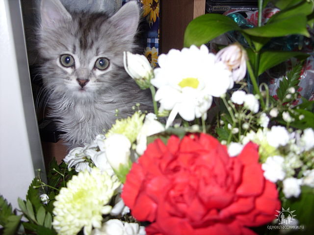 котенок в цветах - домашние животные, кошки, котята, цветы - оригинал