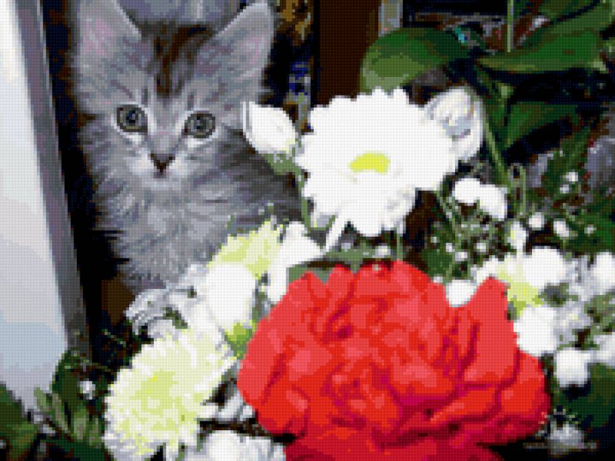 котенок в цветах - кошки, цветы, домашние животные, котята - предпросмотр