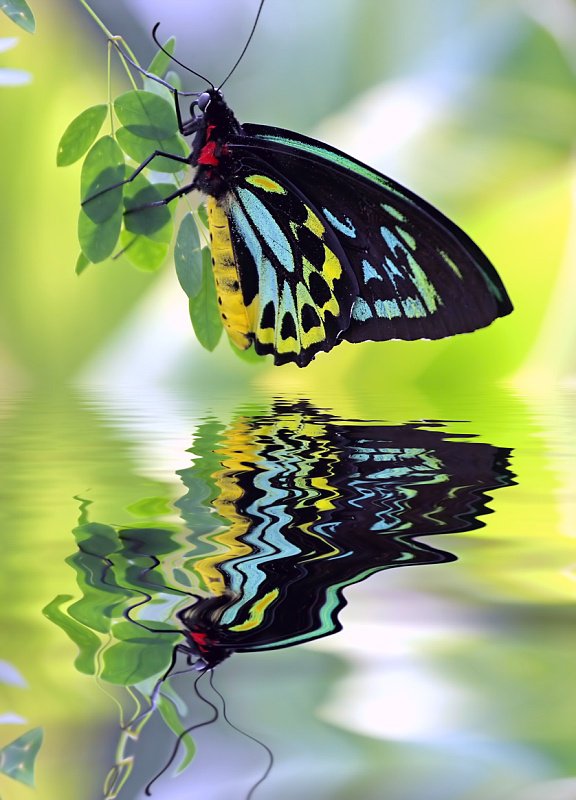 бабочка - бабочка, природа - оригинал