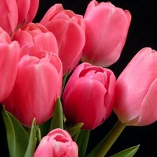 Оригинал схемы вышивки «Розовые тюльпаны» (№415964)