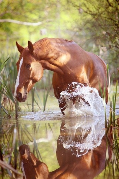 конь в воде - лошади, конь, животные - оригинал