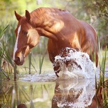 конь в воде