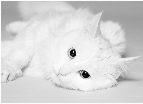 белый кот - животные, коты - оригинал