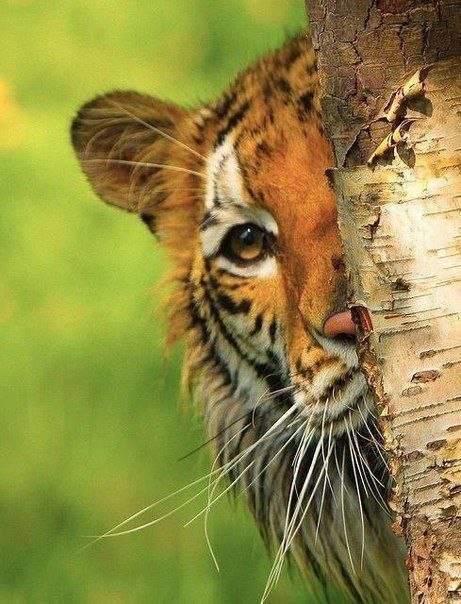 тигр - животные - оригинал