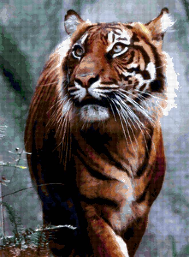 тигр 1 - животные - предпросмотр