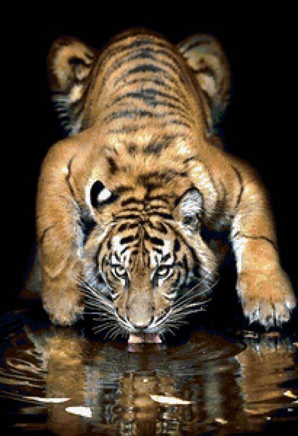 тигр 2 - животные - предпросмотр